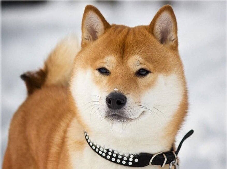 Хочу взять сиба-ину из приюта! Собака-улыбака или подводные камни в  характере взрослого японца | Породистые собаки в дар 🐶 | Дзен