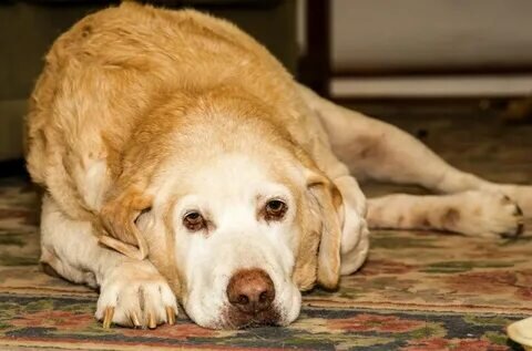 Симптомы нехватки меди в организме собаки: как распознать и предотвратить
