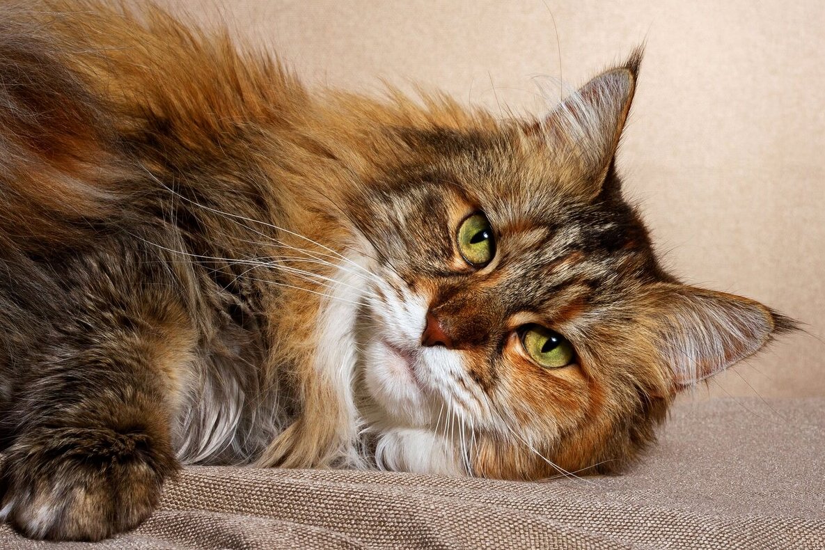 Сколько лет живет кошка в домашних условиях | Кот с вами | Дзен