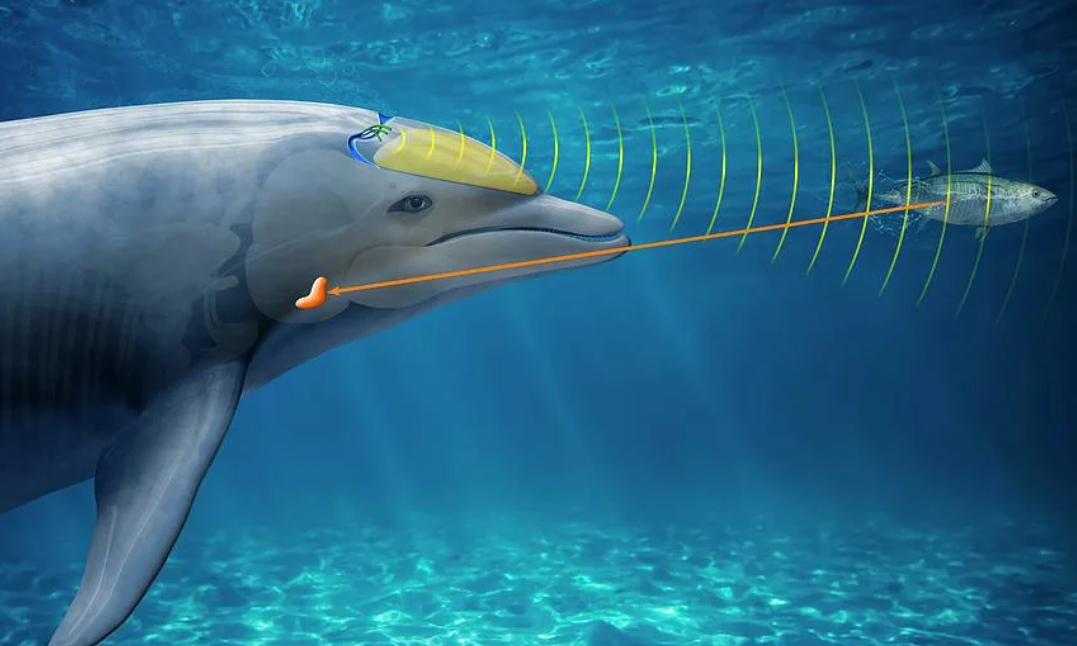 Ультразвуковые радары животных называют ультразвук. Эхолокация дельфинов. Киты эхолокация. Дельфин Белуха эхолокация. Ультразвук дельфинов.
