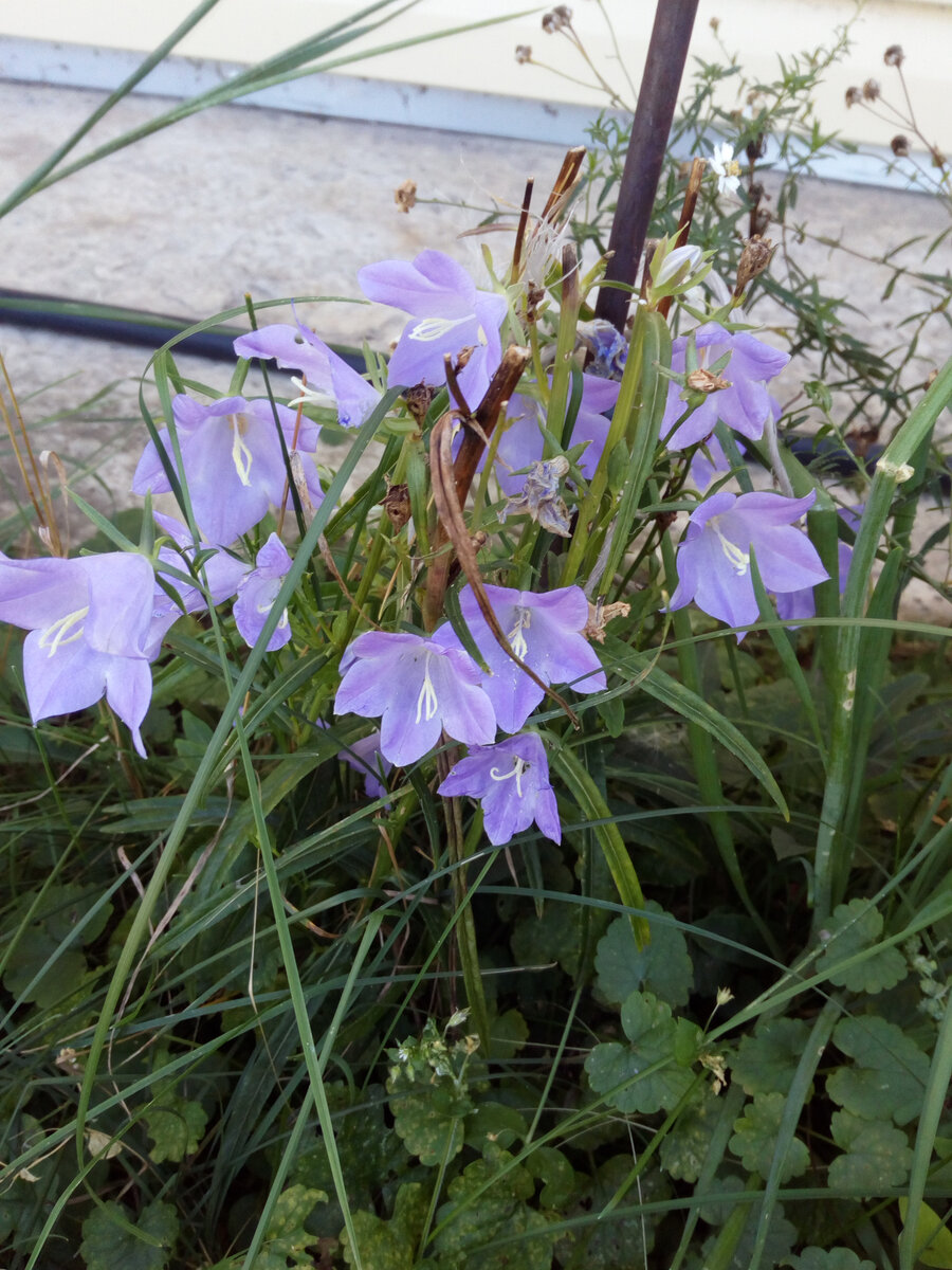 Мой карпатский колокольчик. Сеется уже сам.