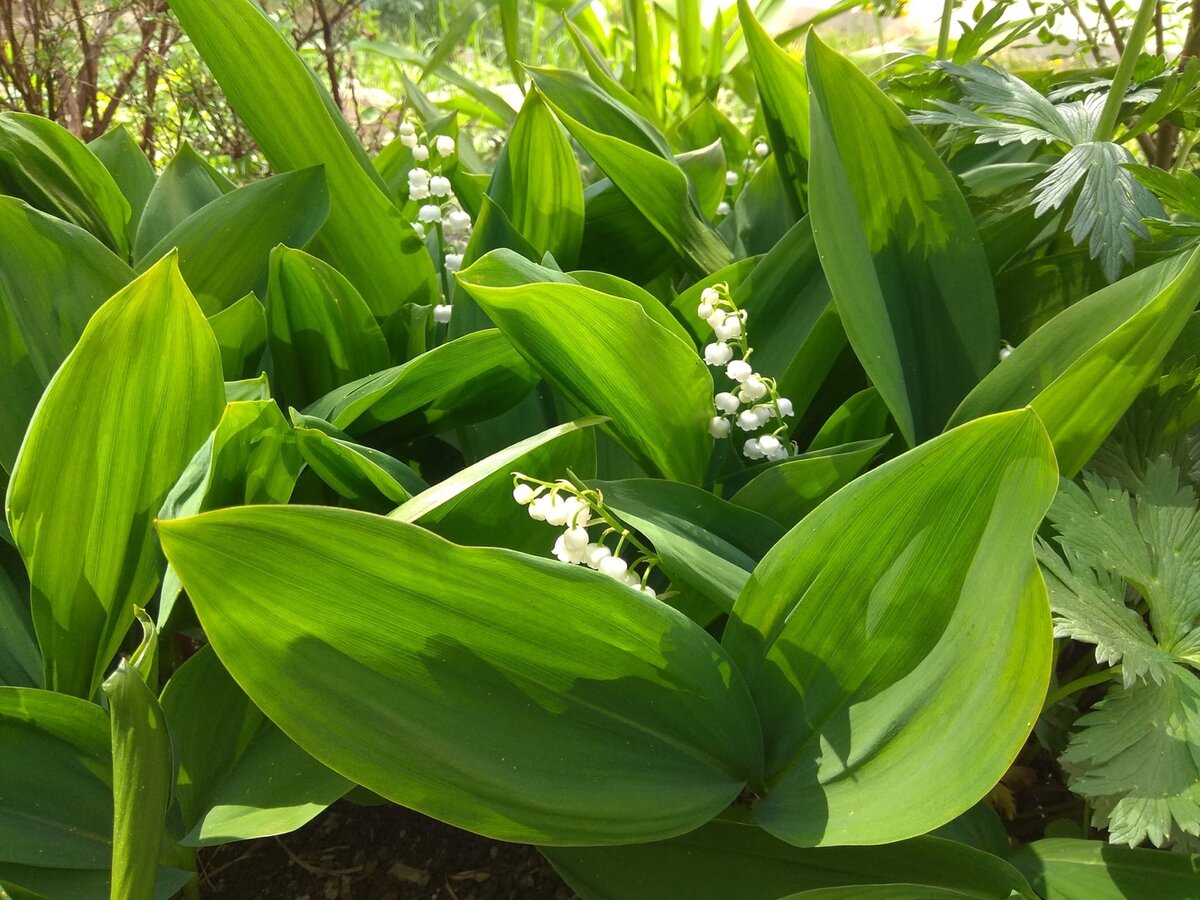 Лесные ландыши. Из леса принесла всего четыре корешка, им понравилось и теперь их целая полянка. А запах... 