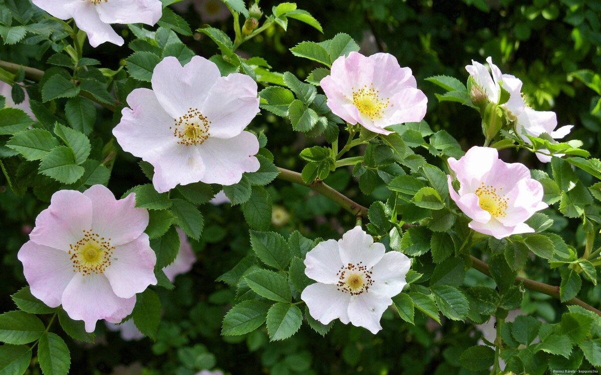 И в дни природного расцвета, когда благоухает все вокруг.Шиповник-брат колючий лета.Цветет для нас,мой милый друг!****Реви И                                                              