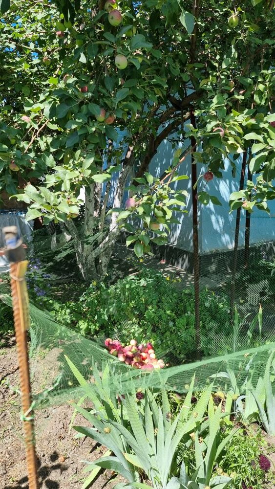 Сбор падалицы в сетку