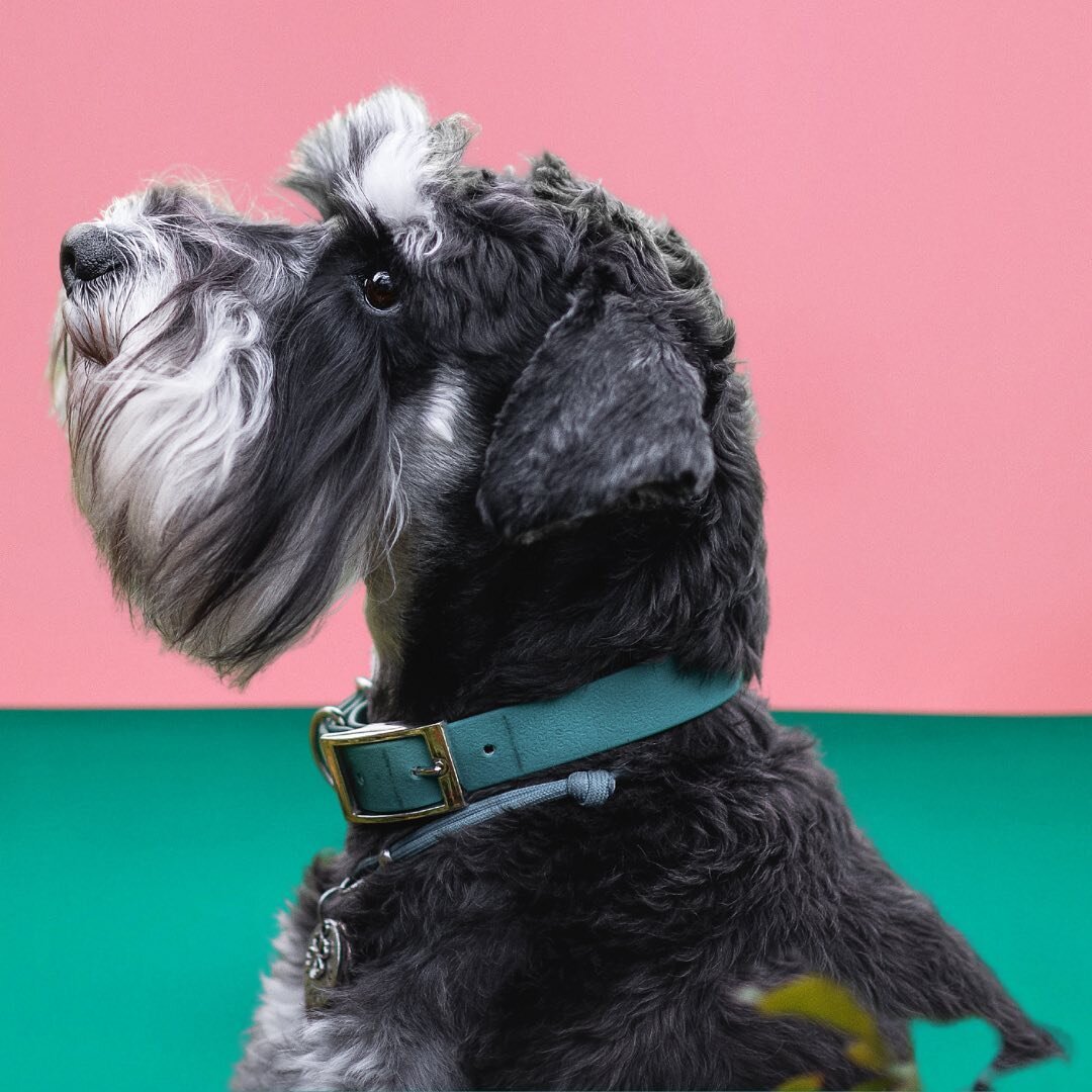 Собаки одомашнили себя сами, повлияв на мозг человека