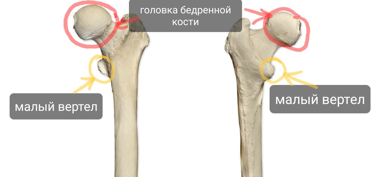 Строение свободной нижней конечности - Пластическая анатомия