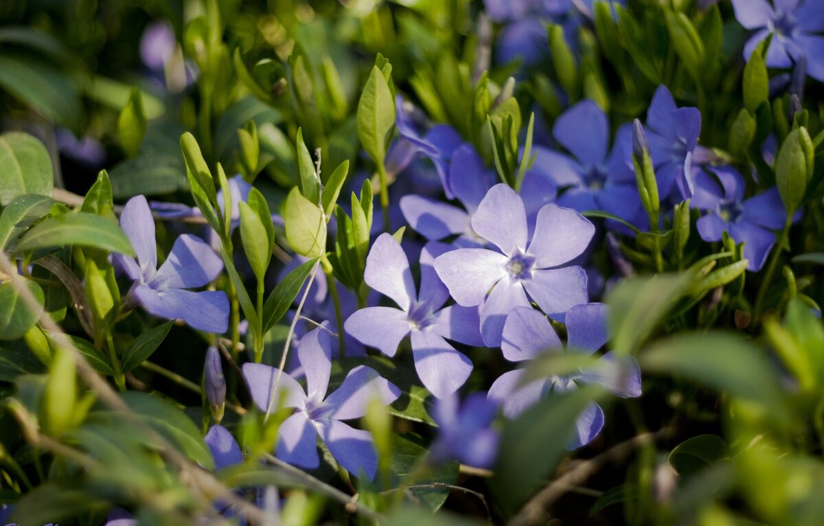 Periwinkle. Барвинок Vinca Minor. Барвинок малый цветок. Барвинок малый (Vinca Minor). Барвинок остролистный.