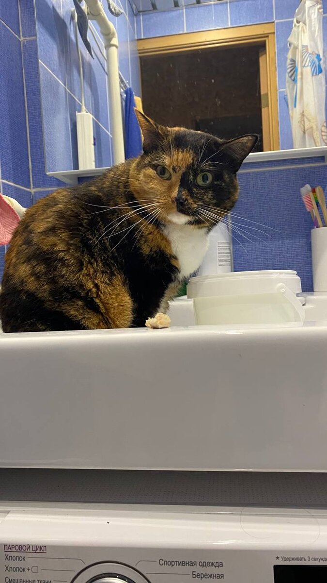 Помните плюшку Астру? 