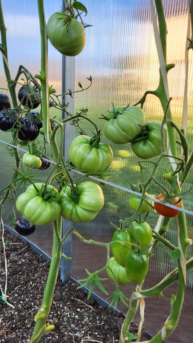 Литиевый Закат (Lithium Sunset)