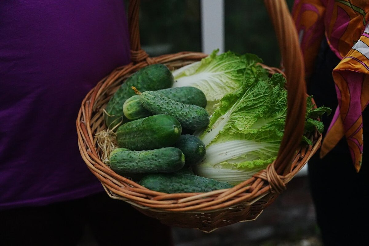 Урожай огурцов в этом году шикарный. И на завтрак и на обед и на ужин.