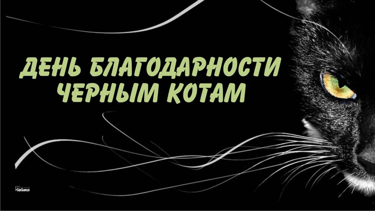 День благодарности черным котам. Иллюстрация: «Курьер.Среда»