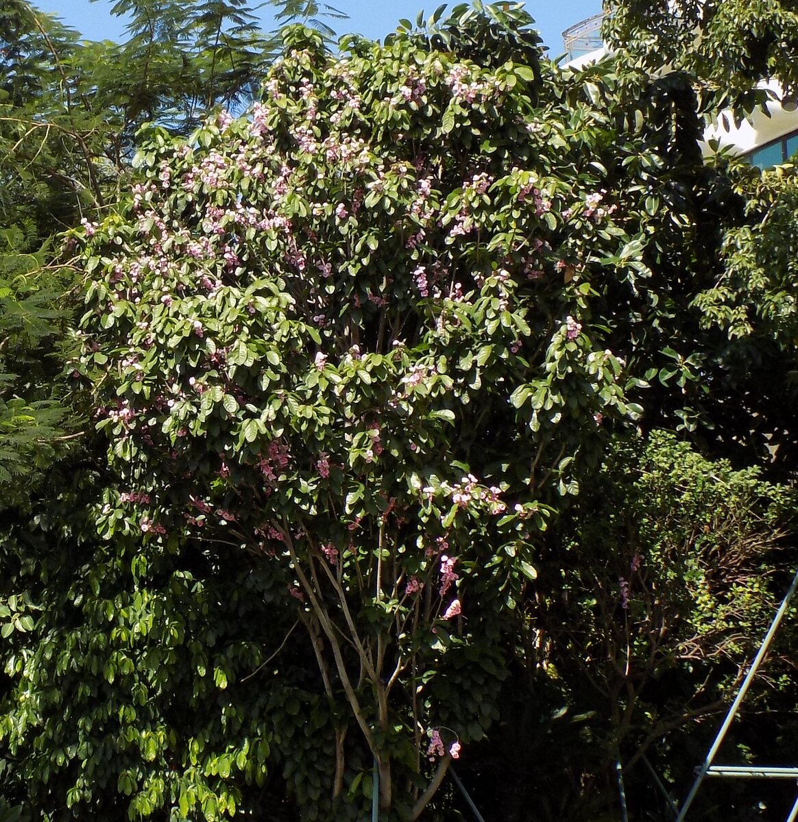 Фото автора, Лагерстремия, сентябрь 2019 года