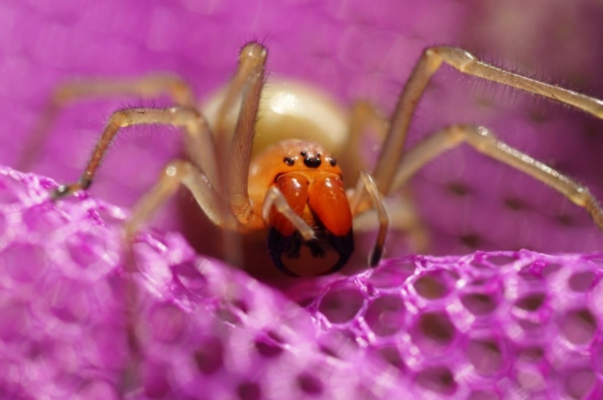    В Тульской области расселяются ядовитые пауки