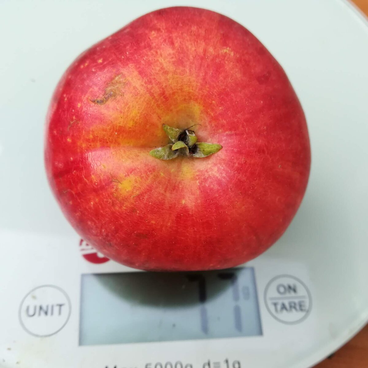 новинка сезона 2021, колонно-компакт Пятерочка (26А-12-5), фото от 18 сентября 2023