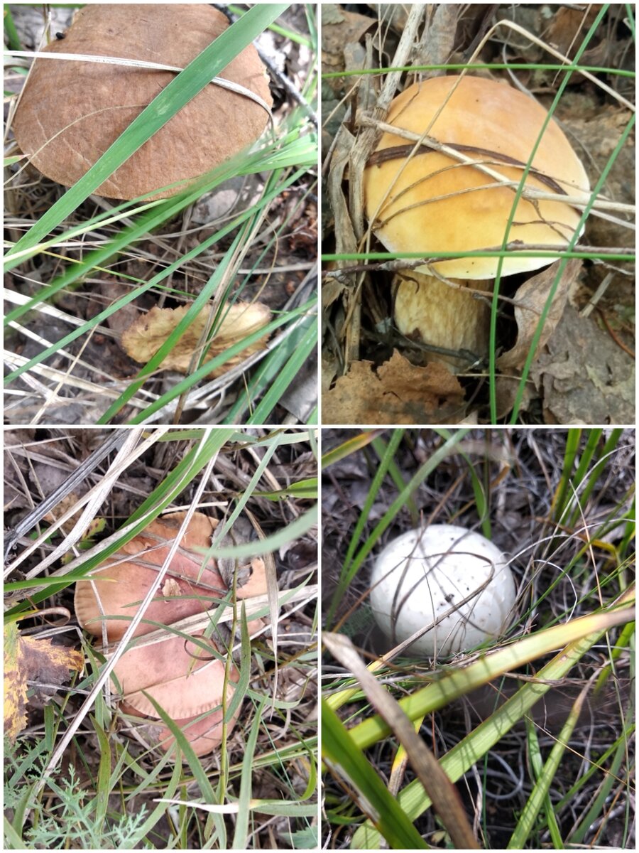 Сезон "грибалки" или " тихой охоты" в полном разгаре 😊🙃