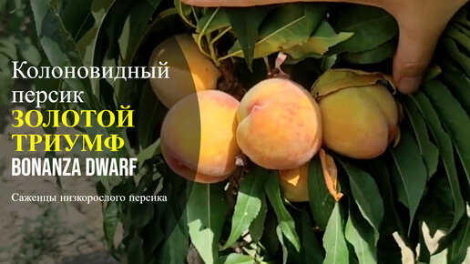 Красотка Персик 3: В поисках просвещения / Pretty Peaches 3: The Quest