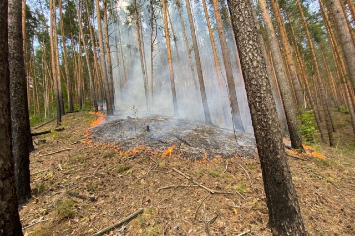    36,4 га леса сгорело в Пензенской области с начала года