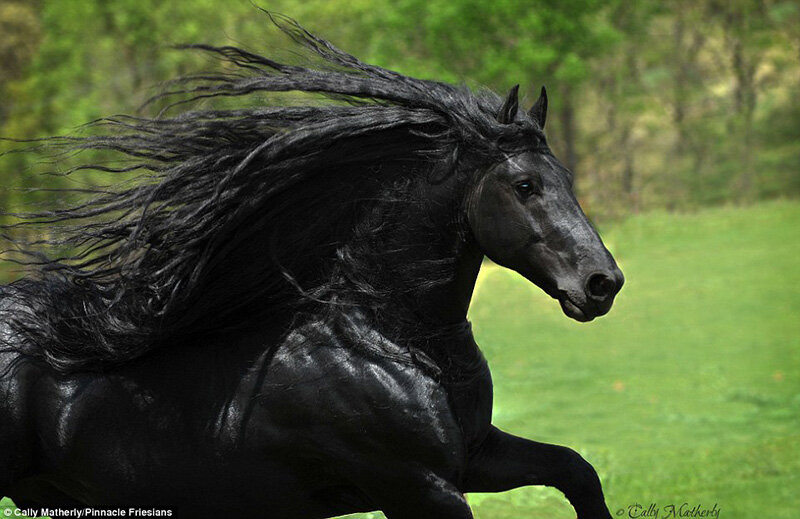 Фото: Cally Matherly / Pinnacle Friesians