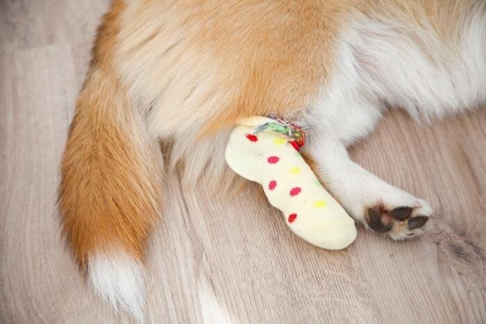 Разновидности ран у собак