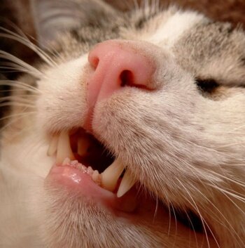 Смена зубов у котов и кошек | cat`street | Дзен