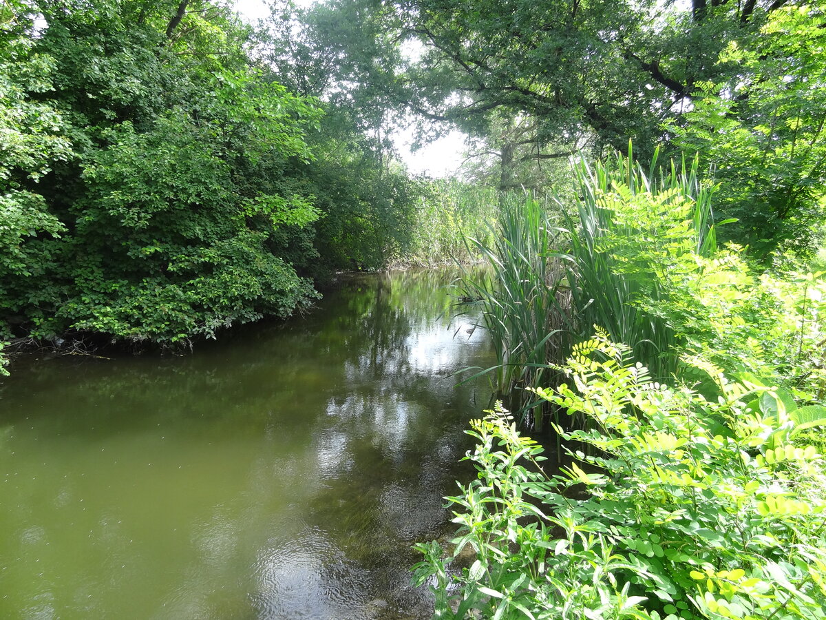 Фото 8.06.2014.  Река Кура правый берег, Урочище Глубокое