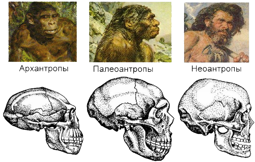 Хомо сапиенс неандерталец кроманьонец. Палеоантропы неандертальцы. Древние люди архантропы Палеоантропы. Человек умелый архантроп палеоантроп неоантроп.