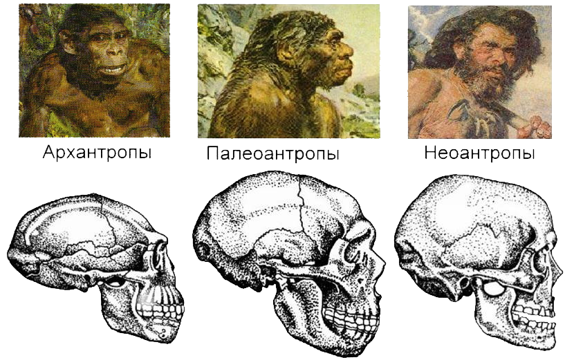 Вид первого человека. Древнейшие люди – прогрессивные австралопитеки, архантропы. Палеоантропы неандертальцы. Архантропы неандертальцы кроманьонцы. Древнейшие люди архантропы череп.