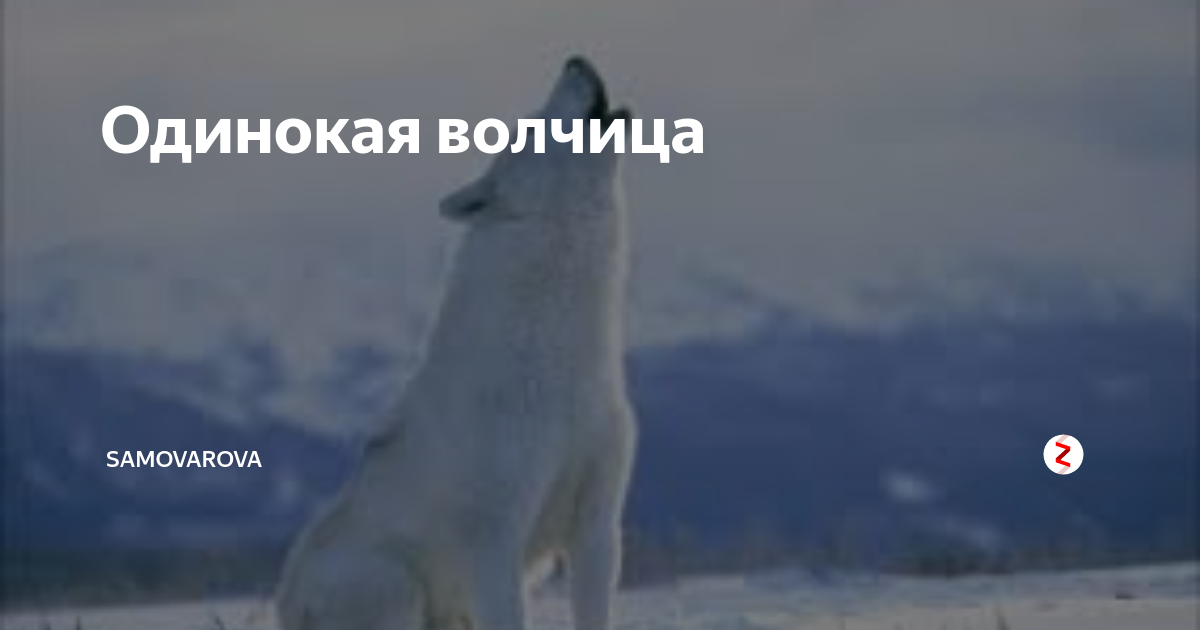 Волчица дзен читать. Александр Добрынин одинокая волчица. Одинокая волчица дзен. Просто одинокая волчица не любого может полюбить. Одинокая волчица Яндекс дзен.