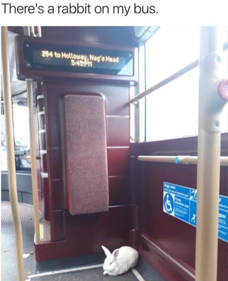 Просто кролик едет домой...