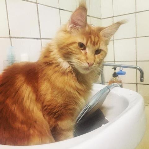 Ирина Зернакова, "Вечерняя Москва"