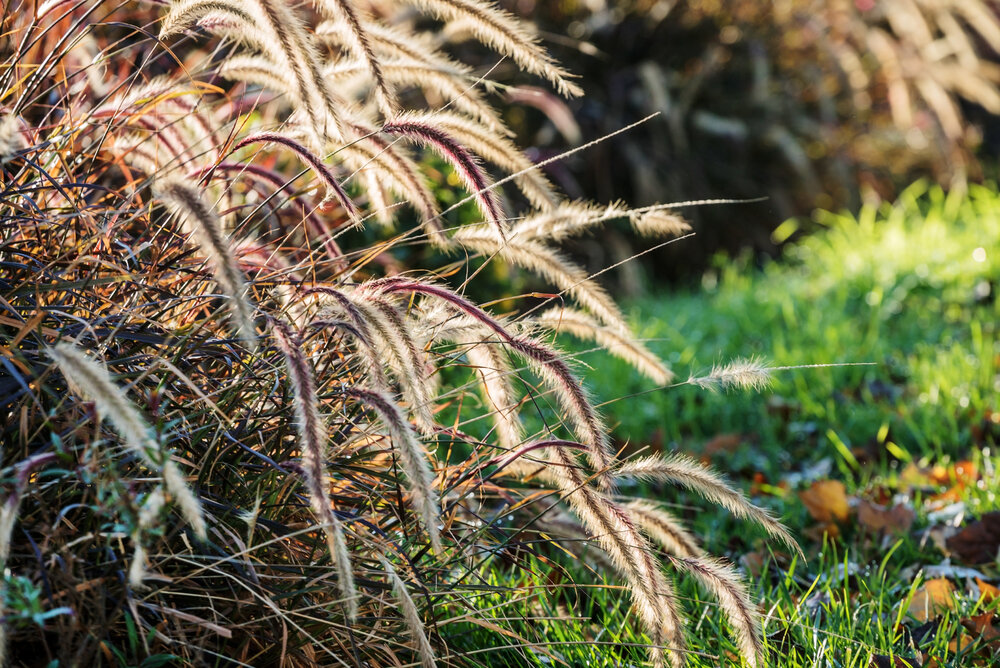 Источник: Depositphotos. Трава пырей широко применяется в народной медицине