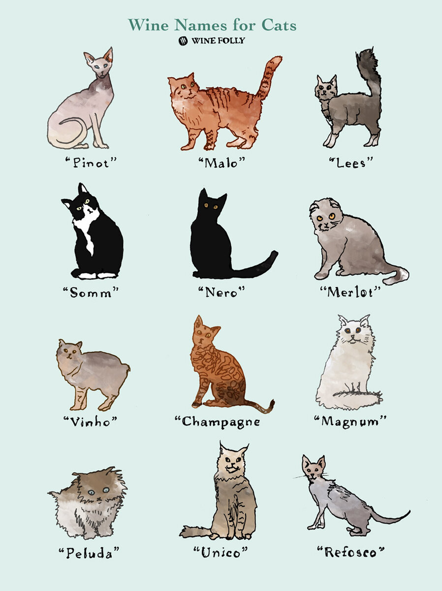 13 винных имен для кошек | Rocket wine | Дзен