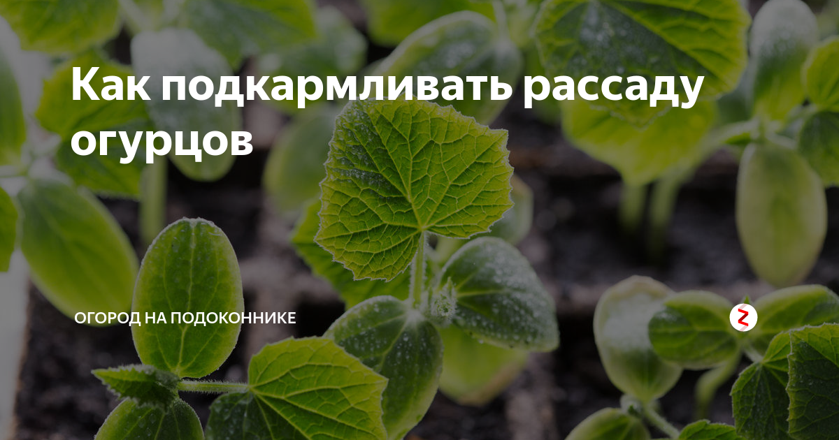 Первая подкормка рассады огурцов на подоконнике. Цветы похожие на рассаду огурцов. Пикирование огурцов на подоконнике. Трехнедельная рассада огурцов. Зола для огурцов.