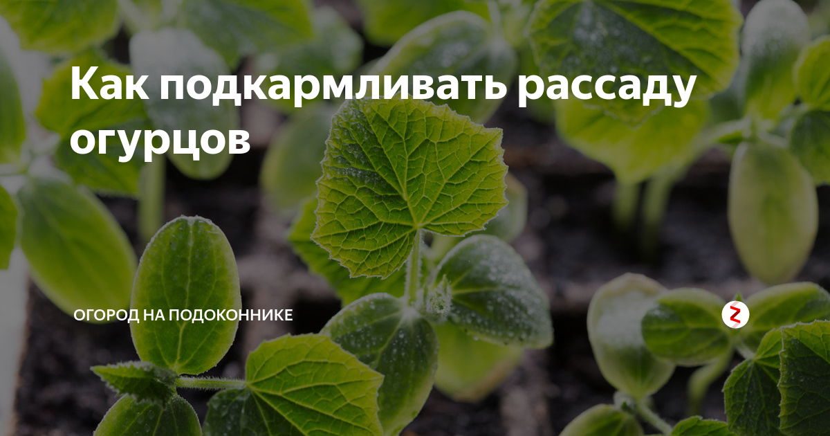 Подкормка огурцов на подоконнике. Подкормить рассаду огурцов. Чем подкармливать огурцы рассаду. Чем поделрмить оассаду огур.