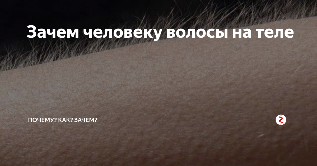 волосы под мышками у женщин. почему у человека волосы на теле. волосатая спинасу мужчинн. волосатая спина у мужчин. почему у человека волосы на теле.