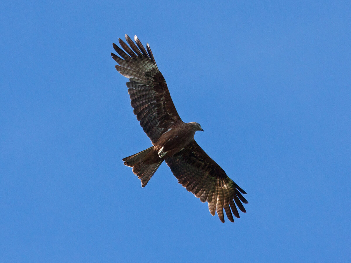 Красный коршун - eBird