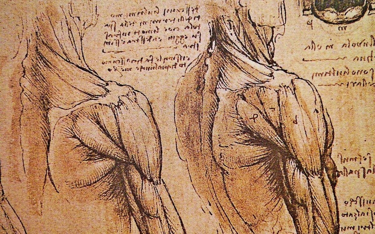Художник оставивший многотомную анатомию и сотни анатомических рисунков сохранившихся до наших дней