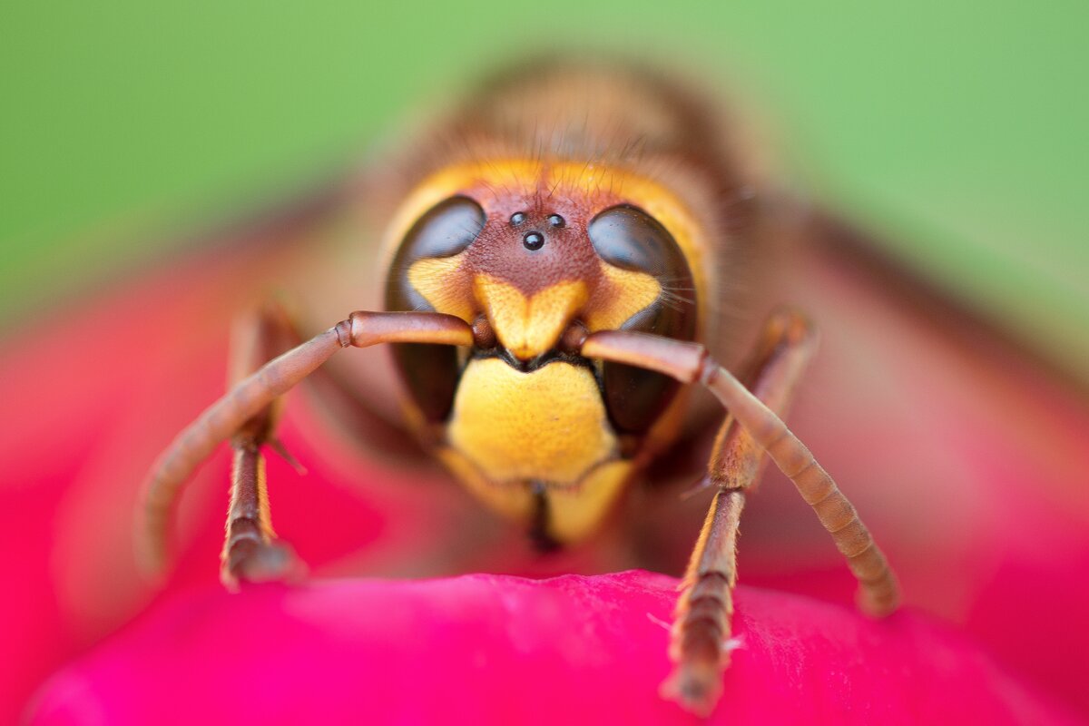 Глаза насекомых имеют. Глаза пчелы. Пять глаз у пчелы. У пчелы 5 глаз. Пчела вблизи.