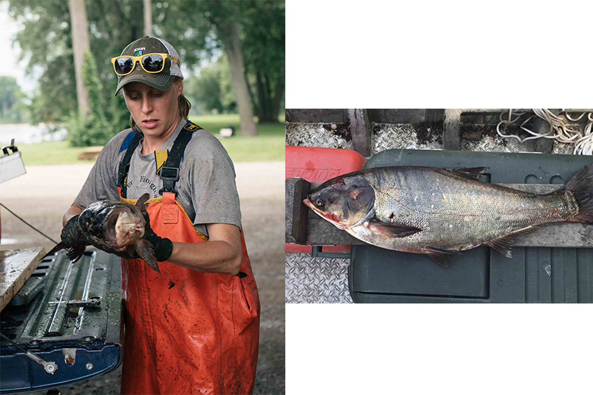 Ребекка Андерсон, биолог из Департамента природных ресурсов штата Иллинойс, в начале этого месяца обследует карпа. Справа: карп, которого она захватила прошлым летом, над электрическими барьерами, предназначенными для того, чтобы сохранить инвазивные виды назад