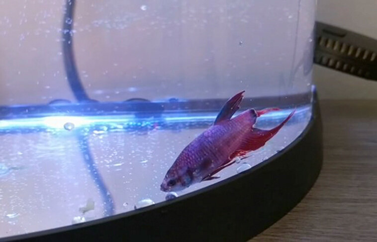 ©  https://www.thedodo.com