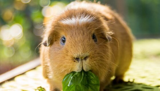 Подраздел 1.2: Витаминные добавки