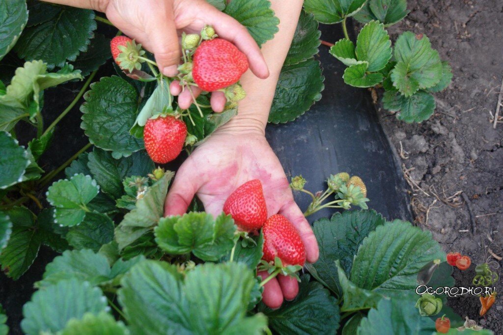 Клубника - посадка и уход: как вырастить много вкусных ягод