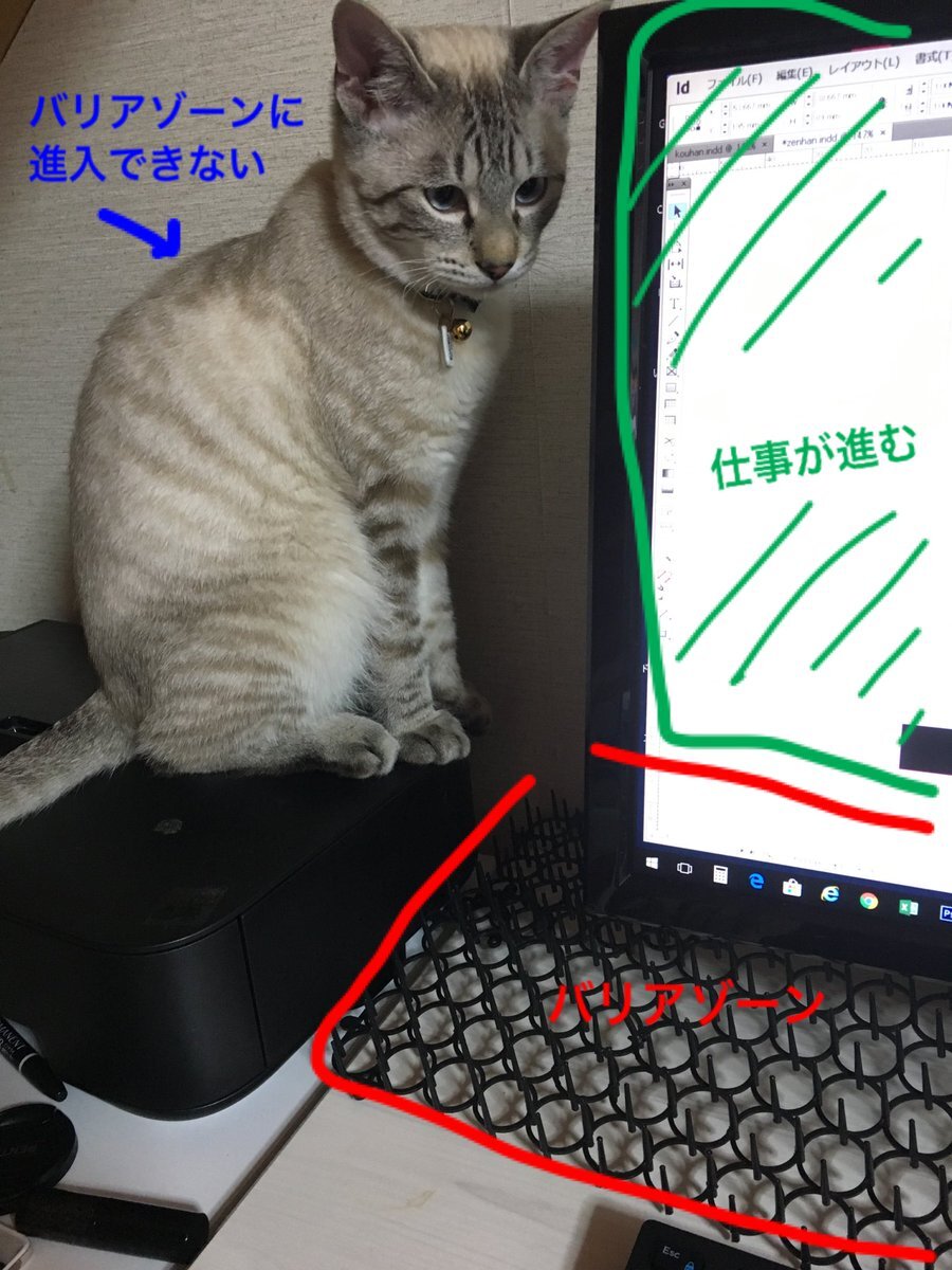 Фото: twitter.com/nyan_sasu_haya/