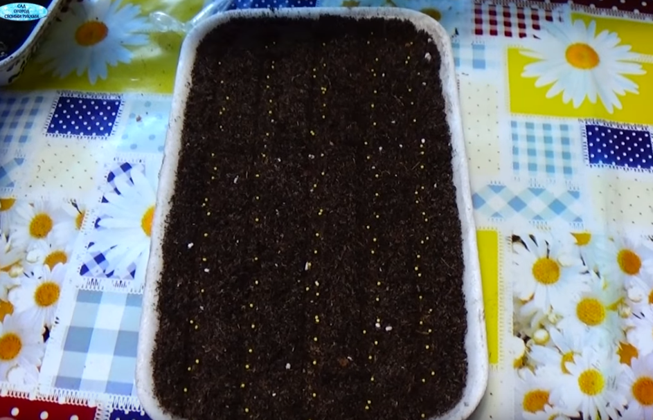 Лобелия пикировка рассады. Петуния всходы рассада. Лобелия посев семян. Лобелия посев семян на рассаду. Лобелия в стаканчики без пикировки.