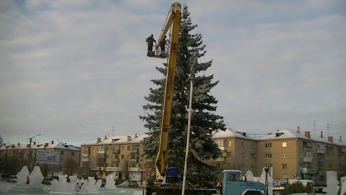 спилили огромную ель