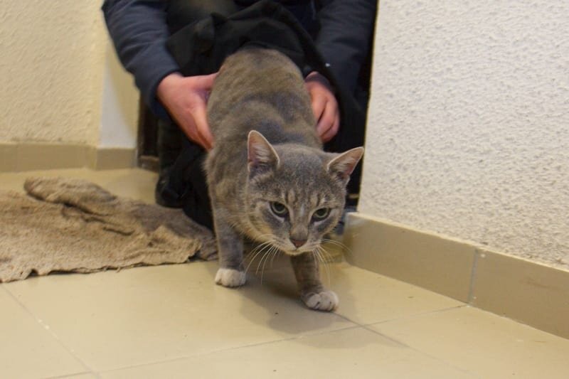 Переезд дети кошка