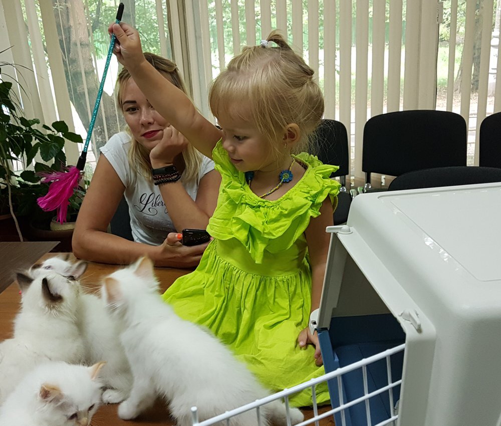 Ребенок играет с котятами породы Священная бирма