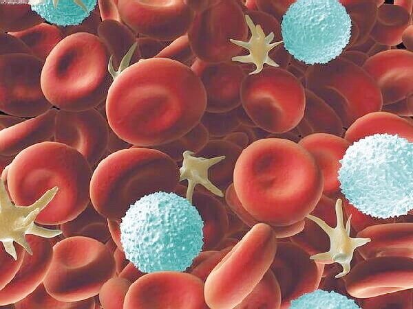 Кровь человека под микроскопом