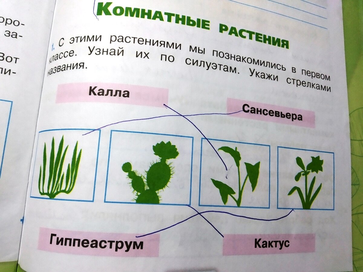 Калла сансевьера гиппеаструм