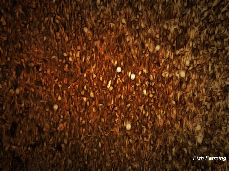 Правильно подобранный грунт - гарантия долголетия аквариума.